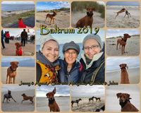 collage-baltrum_2019